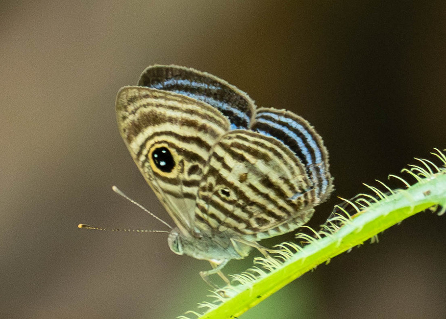 The butterfly Mesosemia photographed in Comunidad Apuya,Ecuador
