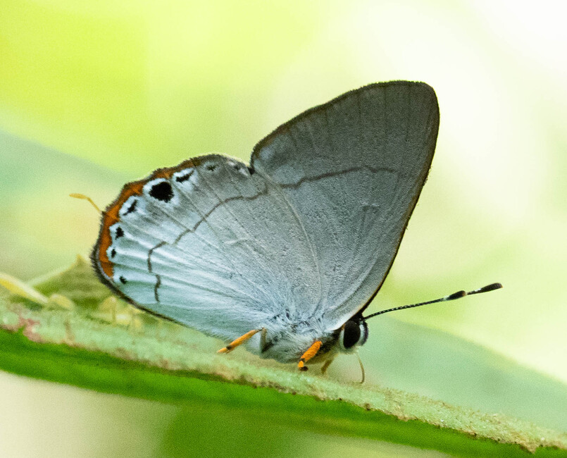 The butterfly Methone baucis photographed in Comunidad Apuya,Ecuador