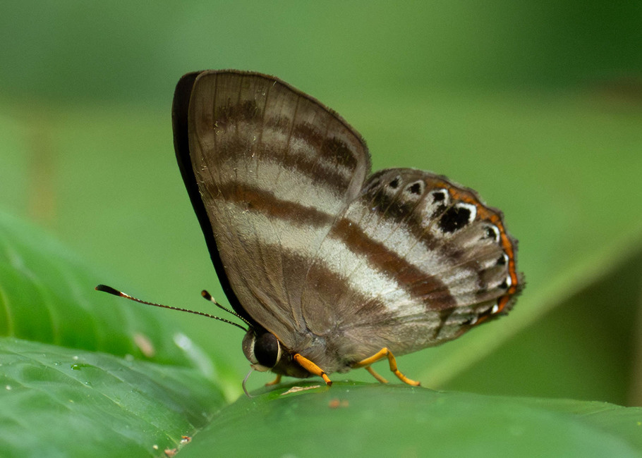 The butterfly Pelolasia melaphaea photographed in Comunidad Apuya,Ecuador