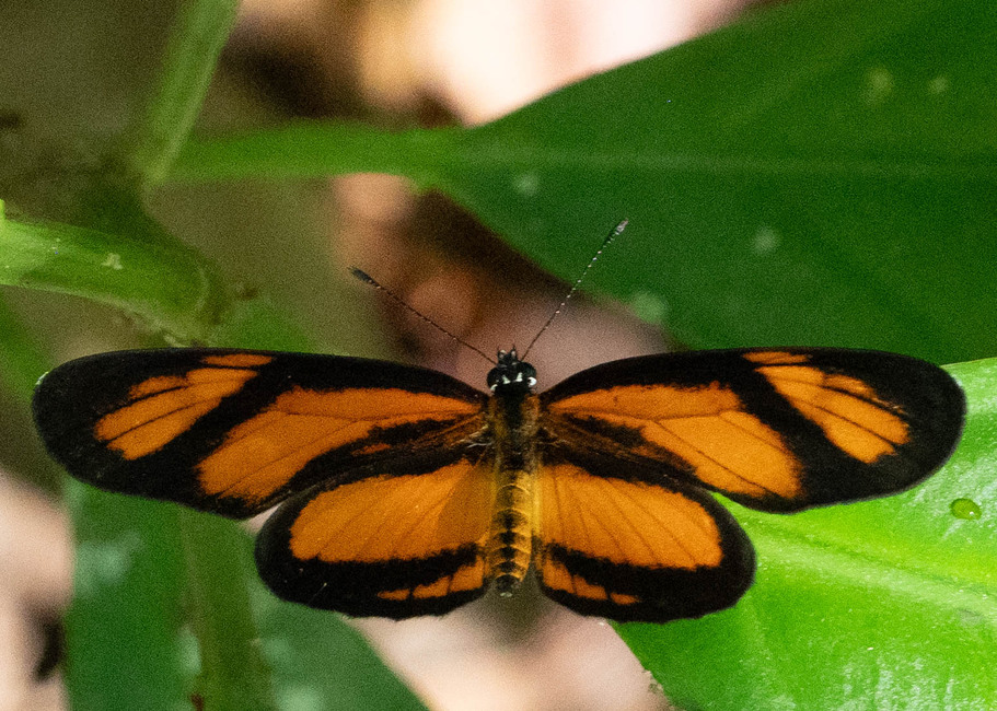 The butterfly Eresia perna mylitta photographed in Comunidad Apuya,Ecuador