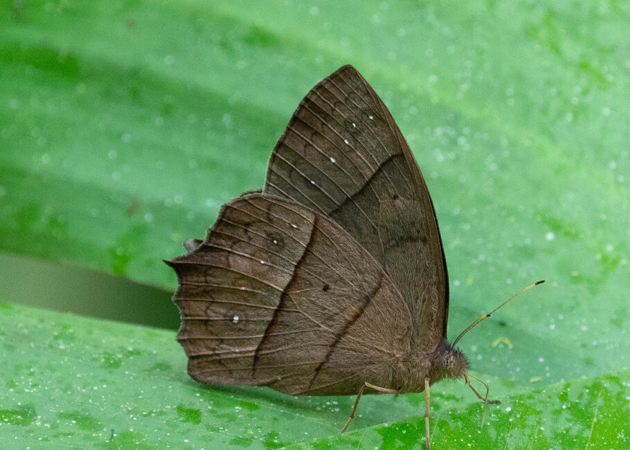 The butterfly Taygetis virgilia photographed in Las Minas, Misahualli,,Ecuador