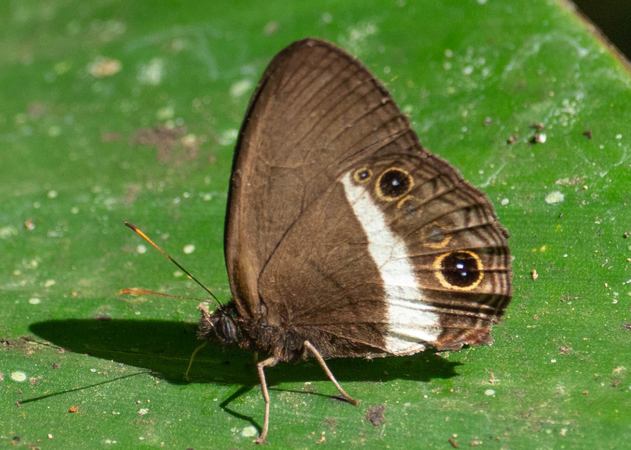 The butterfly Splendeuptychia ashna photographed in Las Minas, Misahualli,,Ecuador