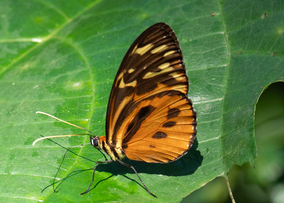 The butterfly Tithorea harmonia photographed in Las Minas, Misahualli,,Ecuador