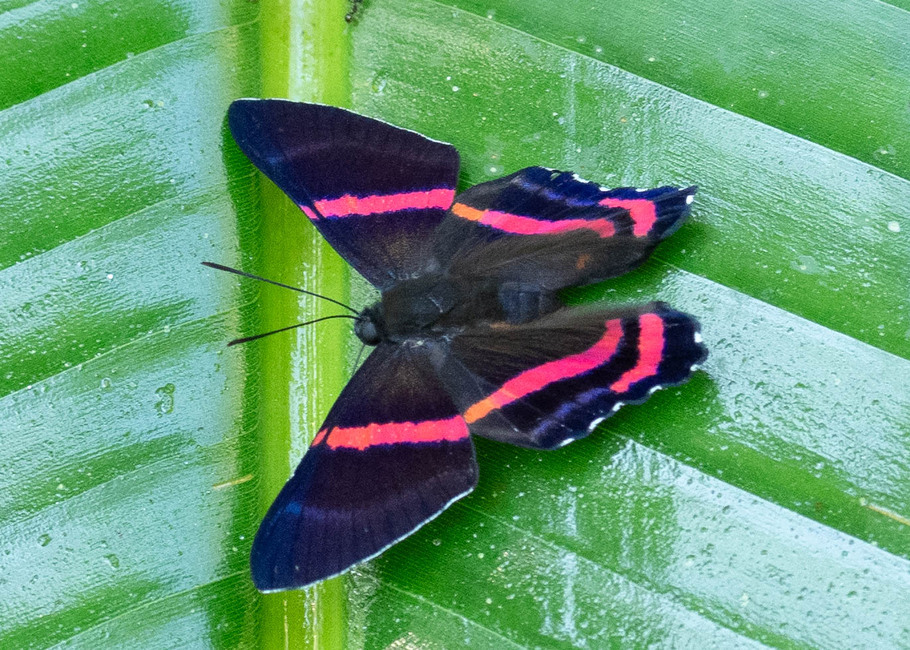 The butterfly Ancyluris etias photographed in Las Minas, Misahualli,,Ecuador