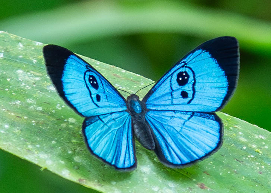 The butterfly Mesosemia loruhama photographed in Las Minas, Misahualli,,Ecuador