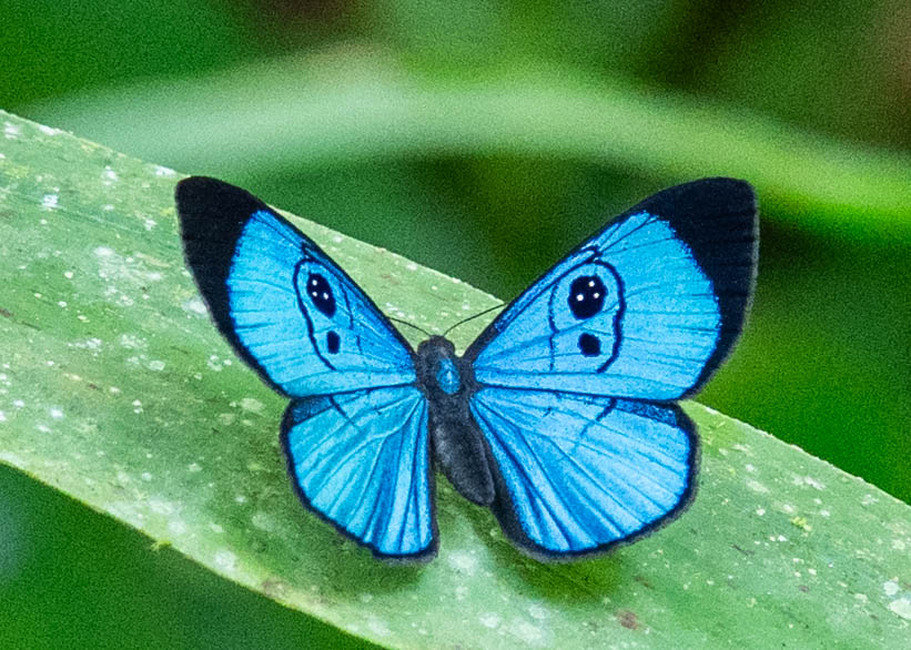 The butterfly Mesosemia loruhama photographed in Las Minas, Misahualli,,Ecuador