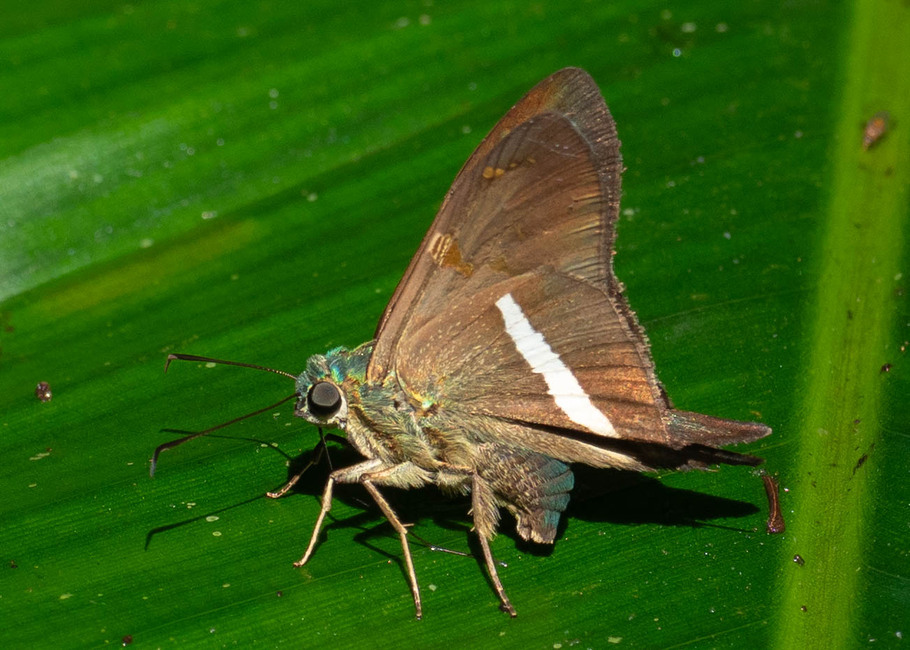 The butterfly Aguna spatulata photographed in Las Minas, Misahualli,,Ecuador
