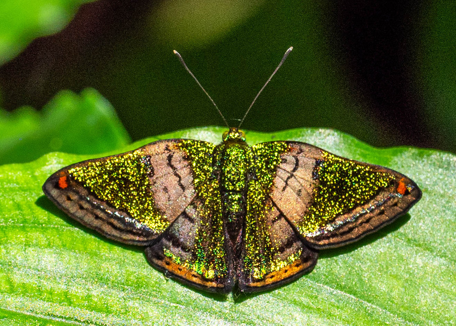 The butterfly Caria castalia photographed in Las Minas, Misahualli,,Ecuador