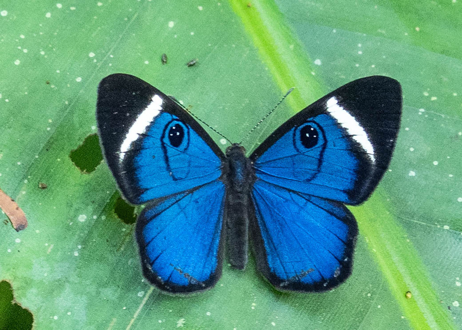 The butterfly Mesosemia mevania photographed in Las Minas, Misahualli,,Ecuador