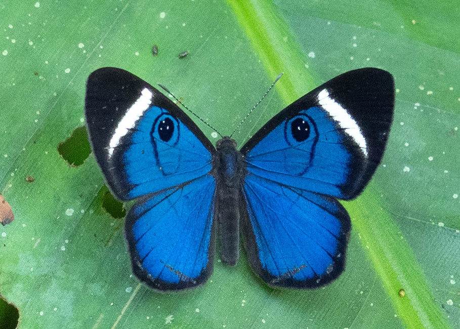 The butterfly Mesosemia mevania photographed in Las Minas, Misahualli,,Ecuador