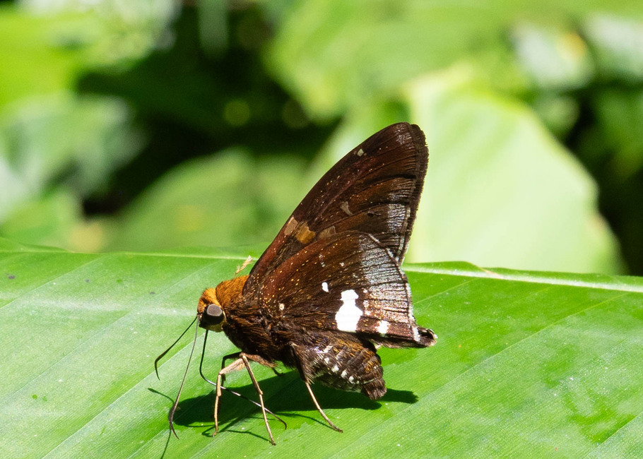 The butterfly Epargyreus photographed in Las Minas, Misahualli,,Ecuador