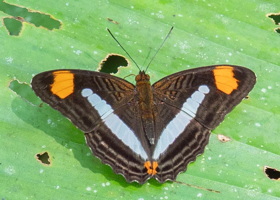 The butterfly Adelpha thessalia thessalia photographed in Las Minas, Misahualli,,Ecuador