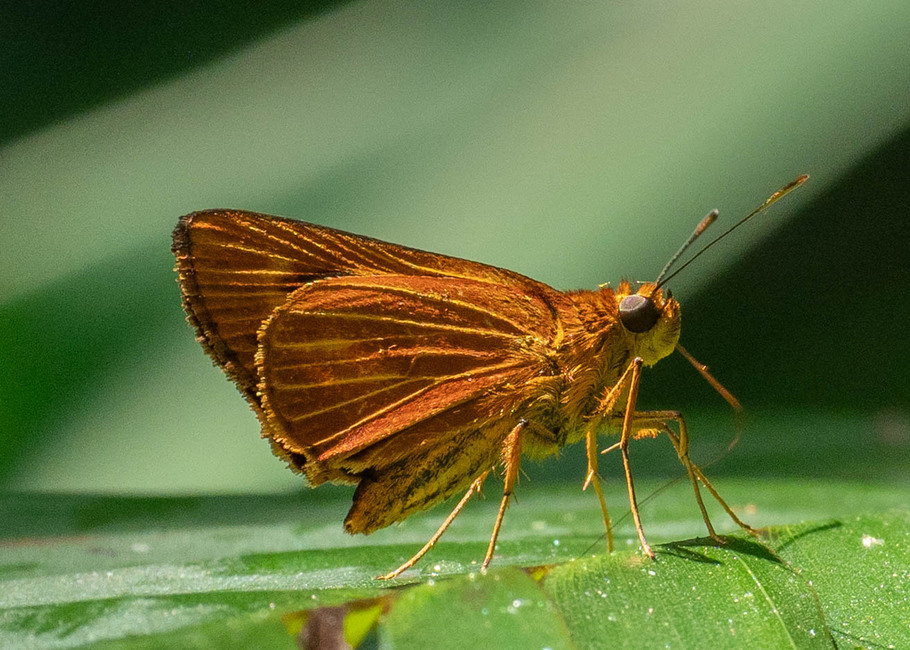 The butterfly Lento lento photographed in Las Minas, Misahualli,,Ecuador