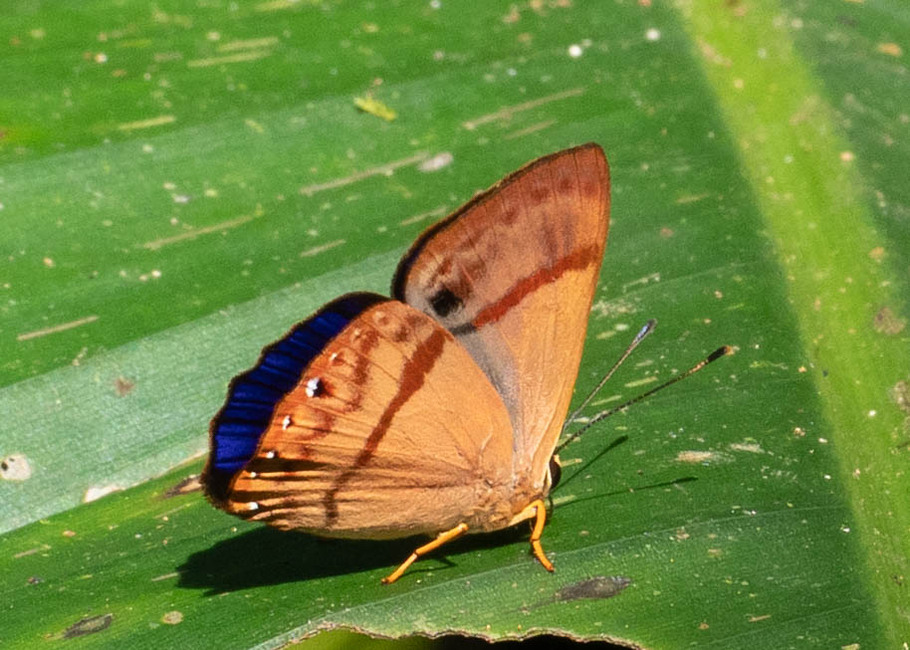 The butterfly Erythia midas crotopina photographed in Las Minas, Misahualli,,Ecuador
