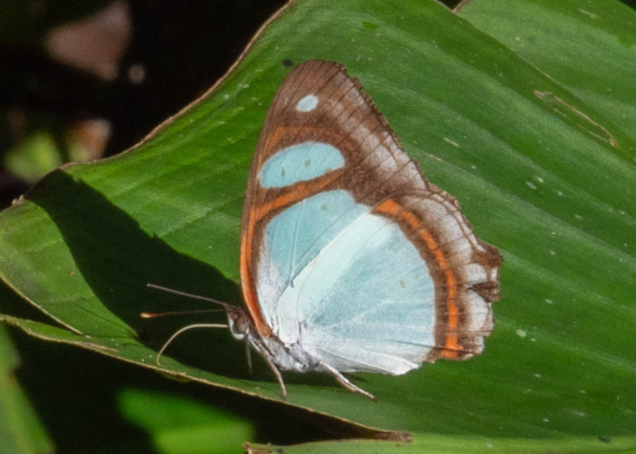 The butterfly Pyrrhogyra crameri nautaca photographed in Las Minas, Misahualli,,Ecuador