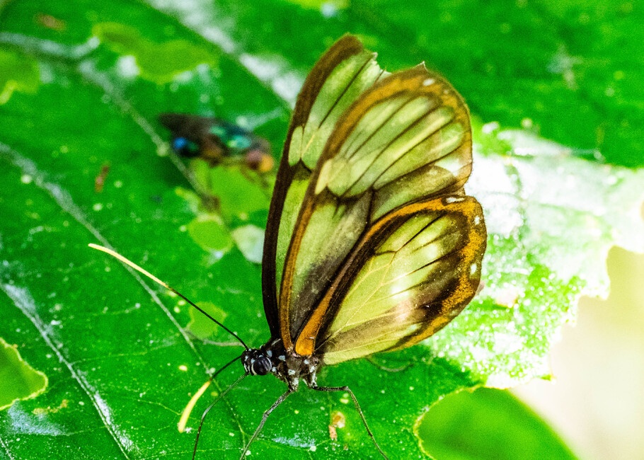 The butterfly Godyris zavaleta matronalis photographed in Las Minas, Misahualli,,Ecuador