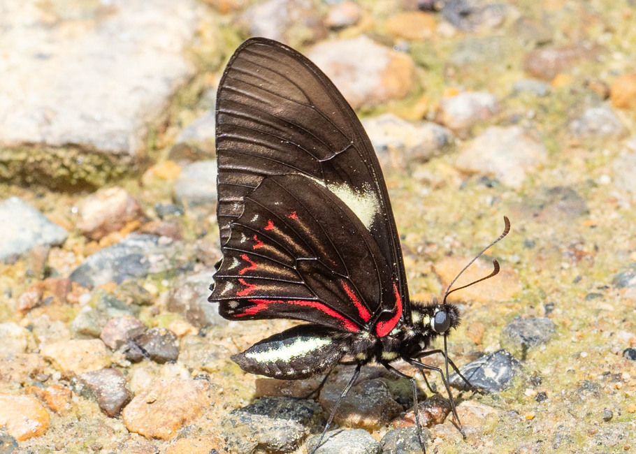The butterfly Eurytides pausanias photographed in Las Minas, Misahualli,,Ecuador