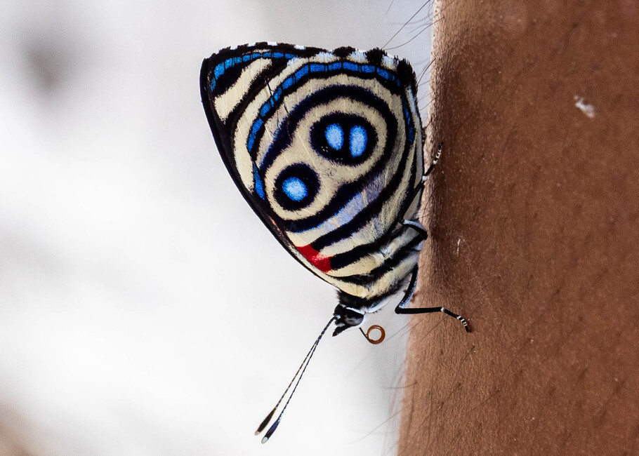 The butterfly Catagramma hystaspes photographed in Las Minas, Misahualli,,Ecuador