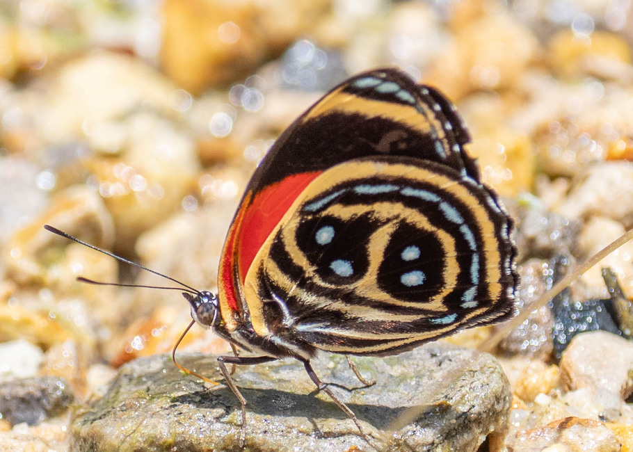 The butterfly Callicore texa photographed in Las Minas, Misahualli,,Ecuador