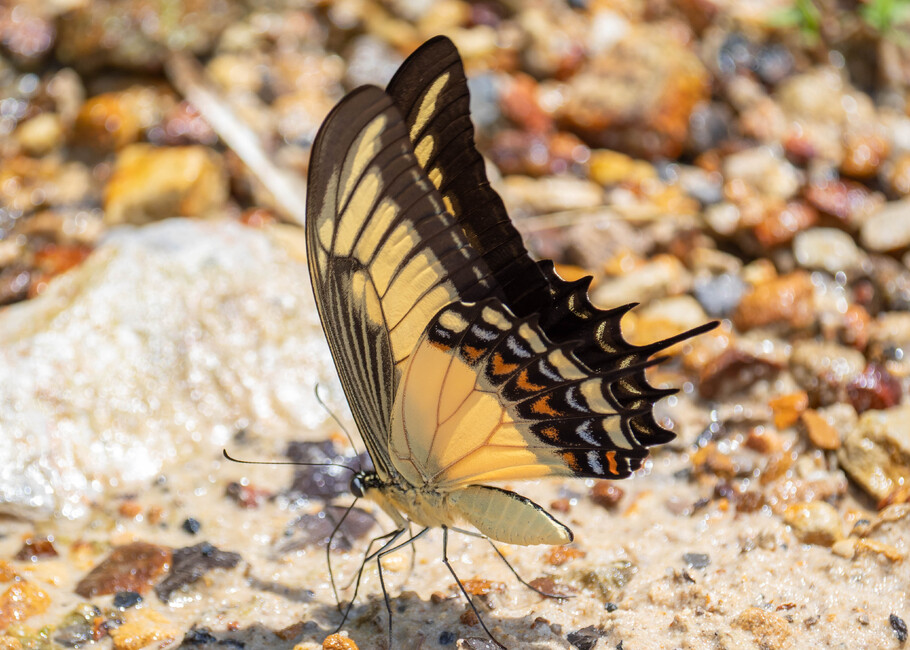 The butterfly Heraclides androgeus photographed in Las Minas, Misahualli,,Ecuador