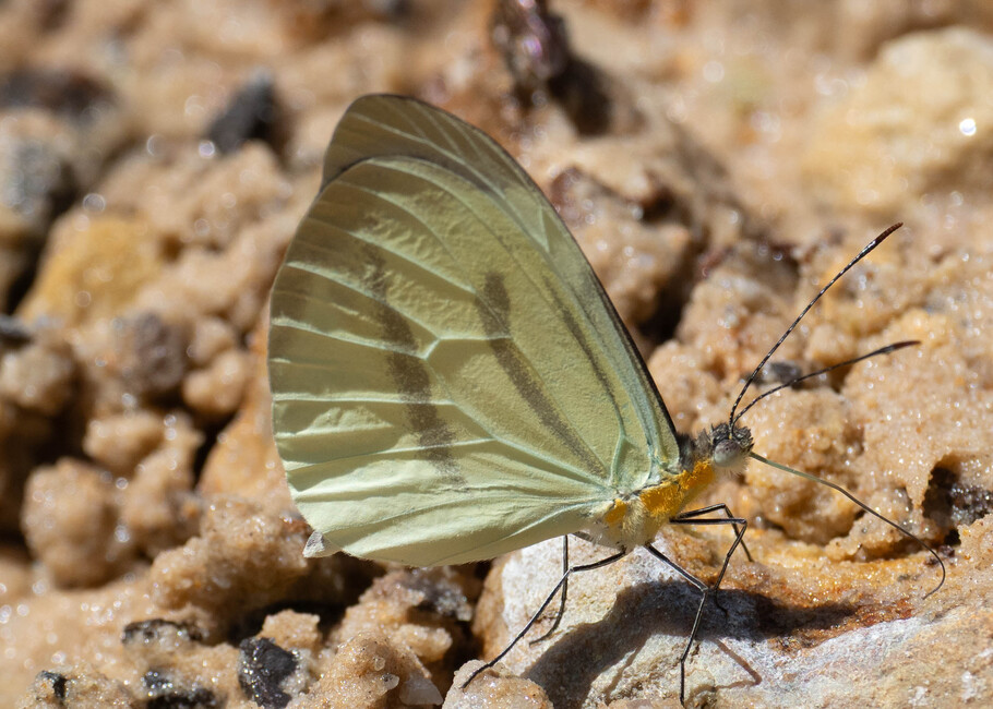 The butterfly Enantia lina photographed in Las Minas, Misahualli,,Ecuador