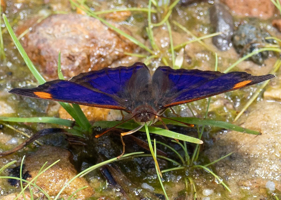 The butterfly Doxocopa pavon pavon photographed in Las Minas, Misahualli,,Ecuador