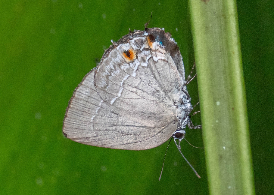 The butterfly Strephonota carteia photographed in Las Minas, Misahualli,,Ecuador