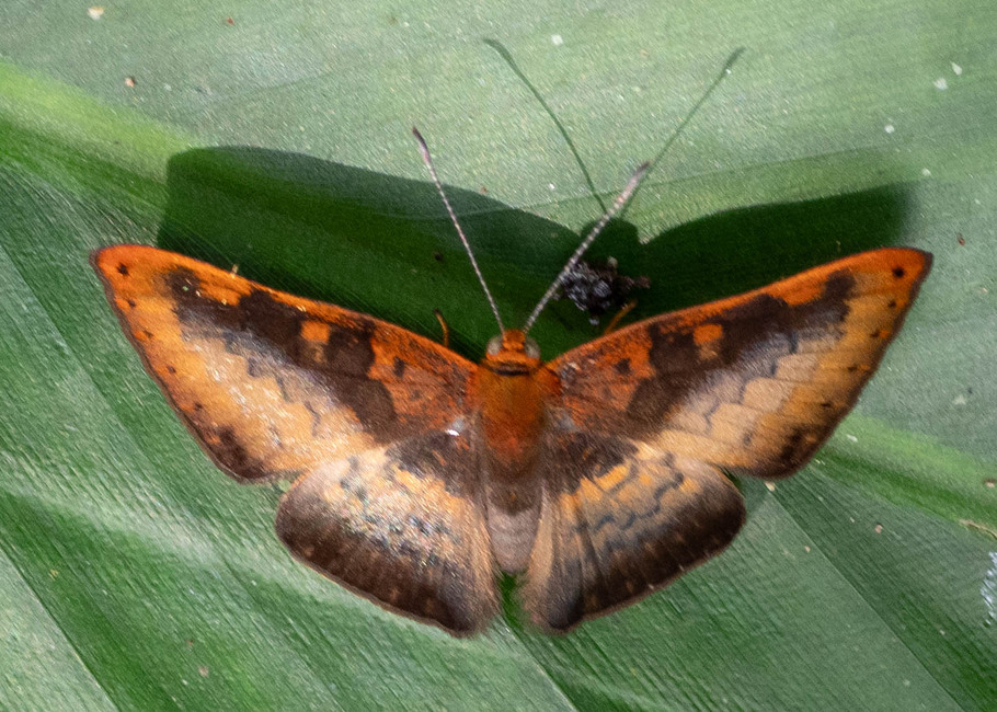 The butterfly Emesis progne photographed in Las Minas, Misahualli,,Ecuador