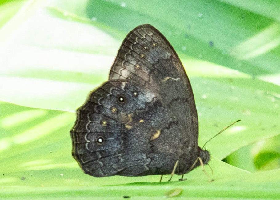 The butterfly Pseudodebis valentina photographed in Las Minas, Misahualli,,Ecuador