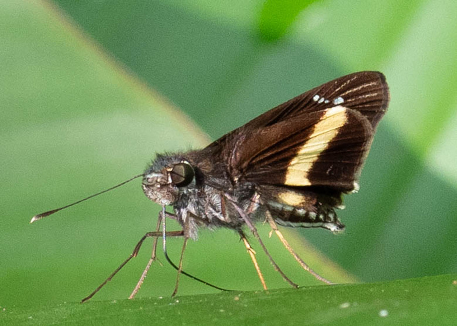 The butterfly Zenis par photographed in Las Minas, Misahualli,,Ecuador