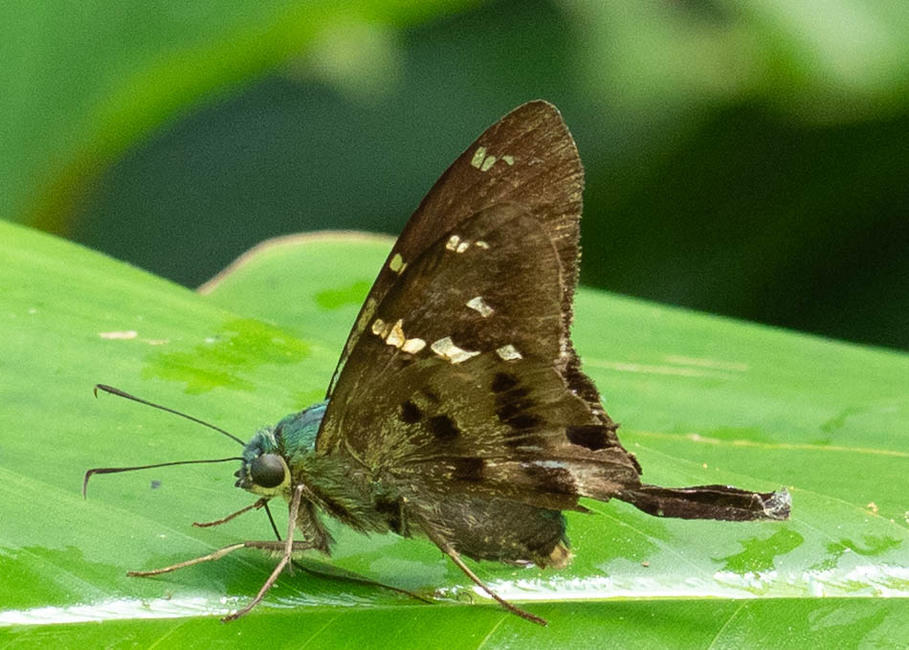 The butterfly Urbanus cf. pronta photographed in Las Minas, Misahualli,,Ecuador