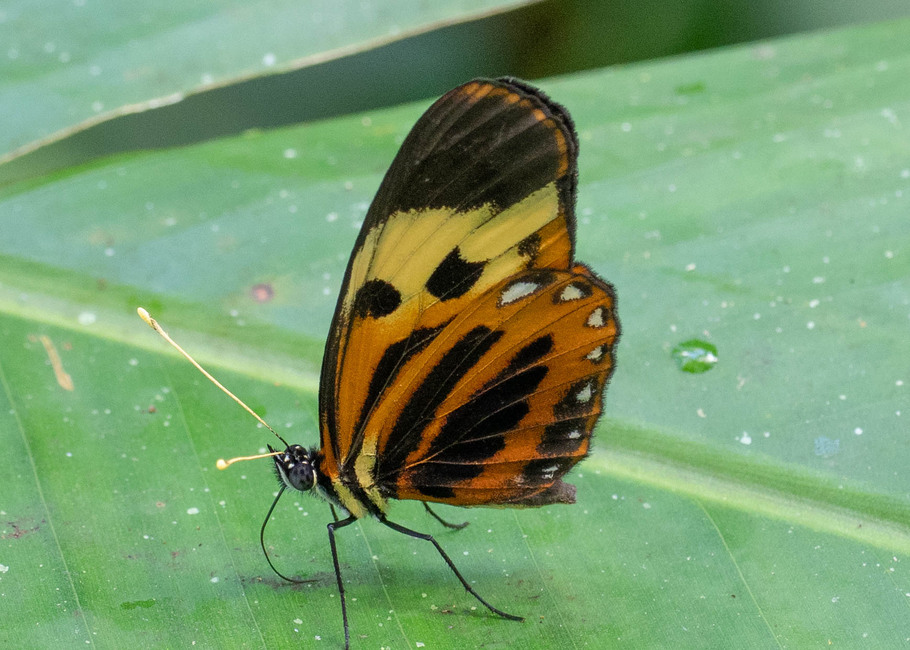 The butterfly Eresia pelonia photographed in Las Minas, Misahualli,,Ecuador