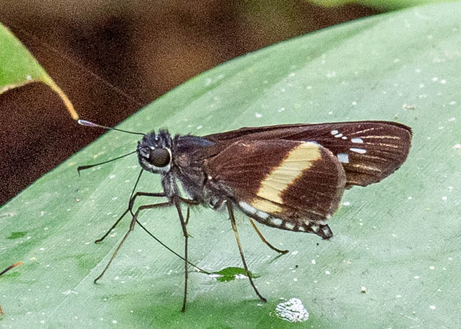 The butterfly Zenis par photographed in Las Minas, Misahualli,,Ecuador