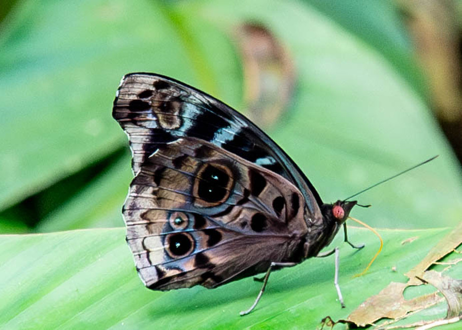 The butterfly Eunica volumna photographed in Las Minas, Misahualli,,Ecuador