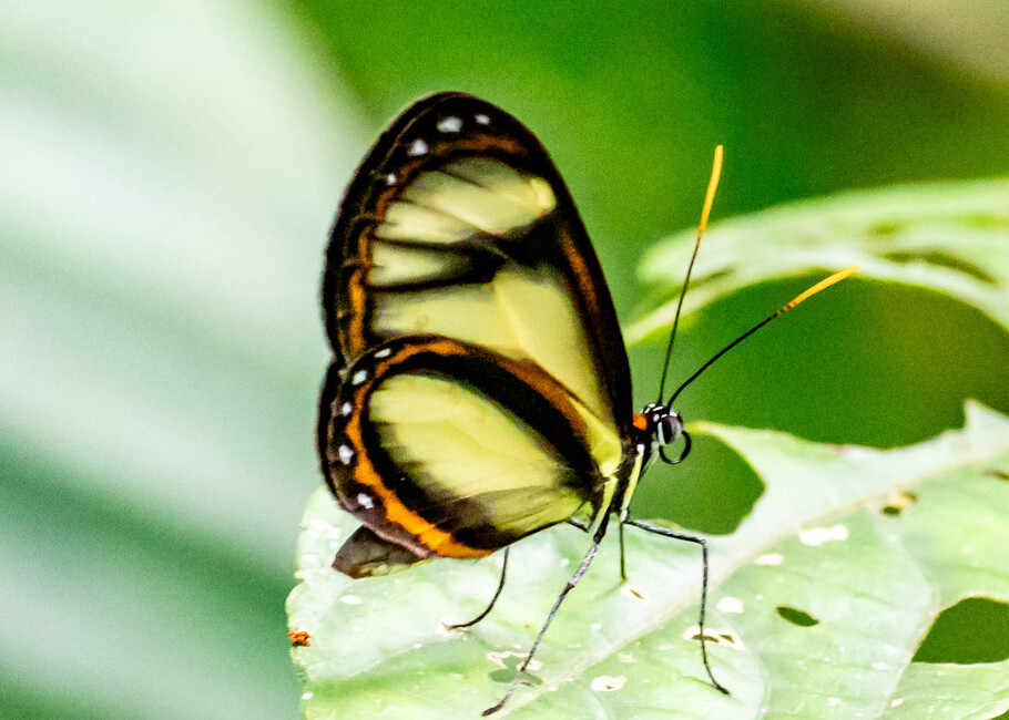 The butterfly Ithomia salapia photographed in Las Minas, Misahualli,,Ecuador