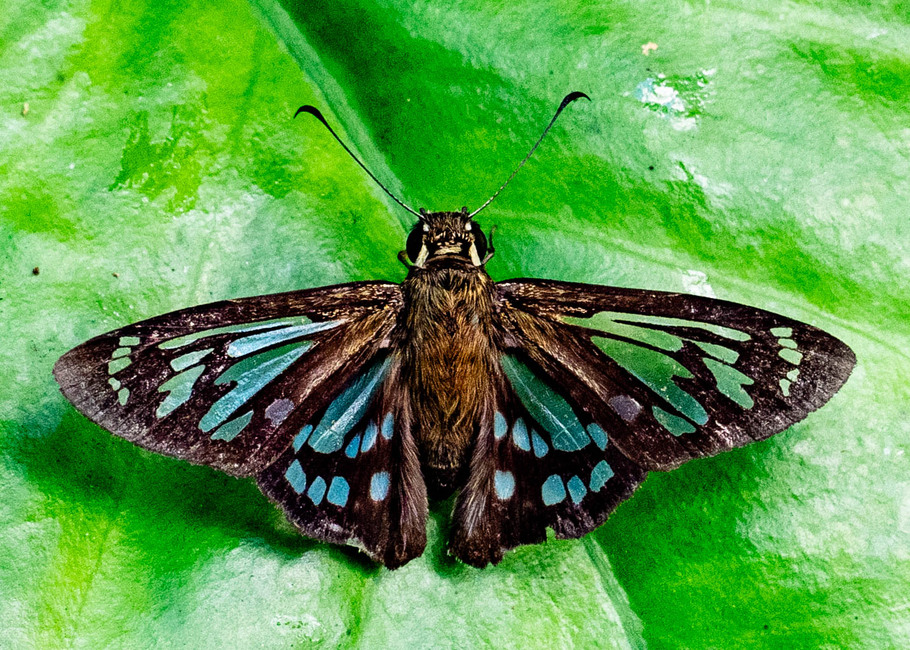 The butterfly Phanus ecitonorum photographed in Las Minas, Misahualli,,Ecuador