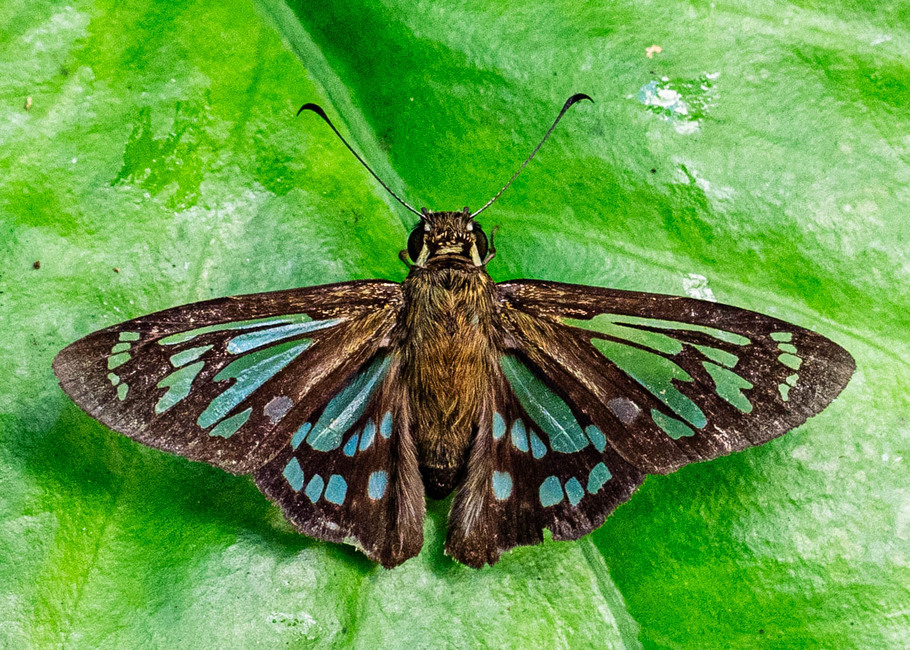 The butterfly Phanus ecitonorum photographed in Las Minas, Misahualli,,Ecuador