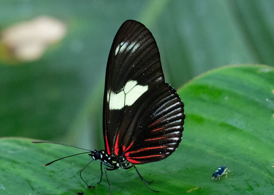 The butterfly Heliconius doris photographed in Las Minas, Misahualli,,Ecuador