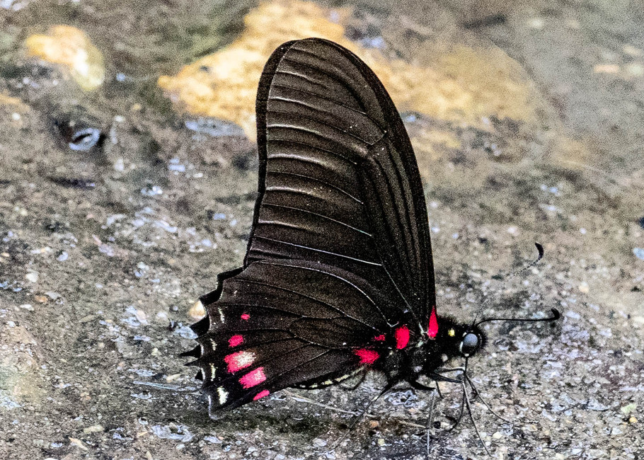The butterfly Eurytides xeniades photographed in Las Minas, Misahualli,,Ecuador