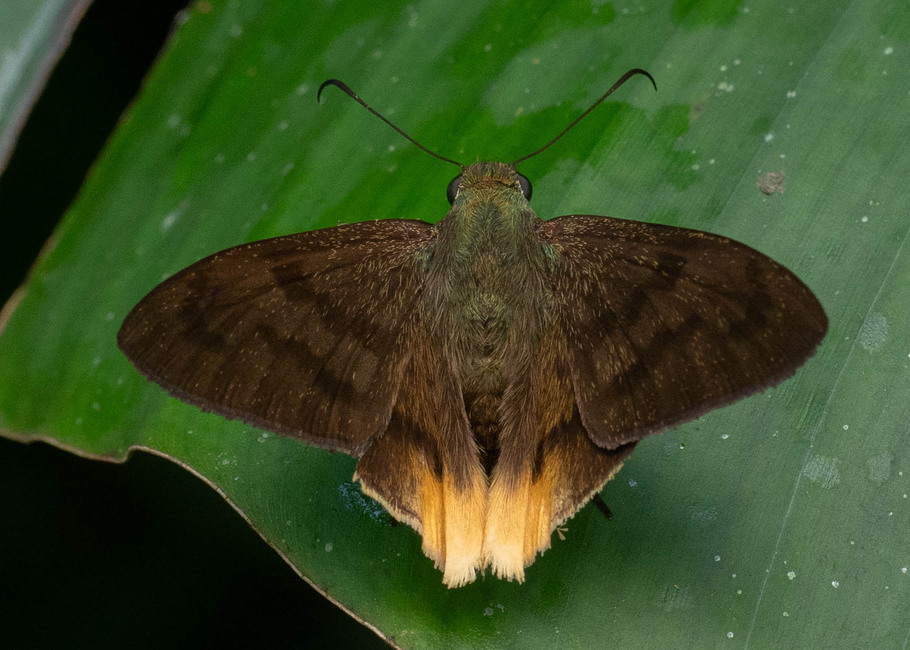 The butterfly Telegonus anausis annetta photographed in Las Minas, Misahualli,,Ecuador