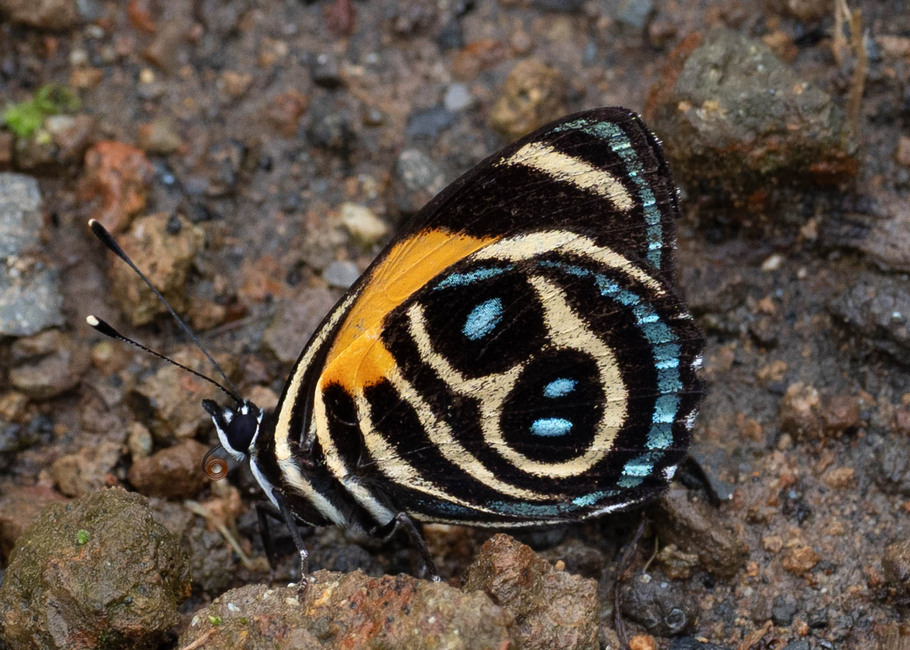 The butterfly Catagramma tolima photographed in near Guamani,Ecuador