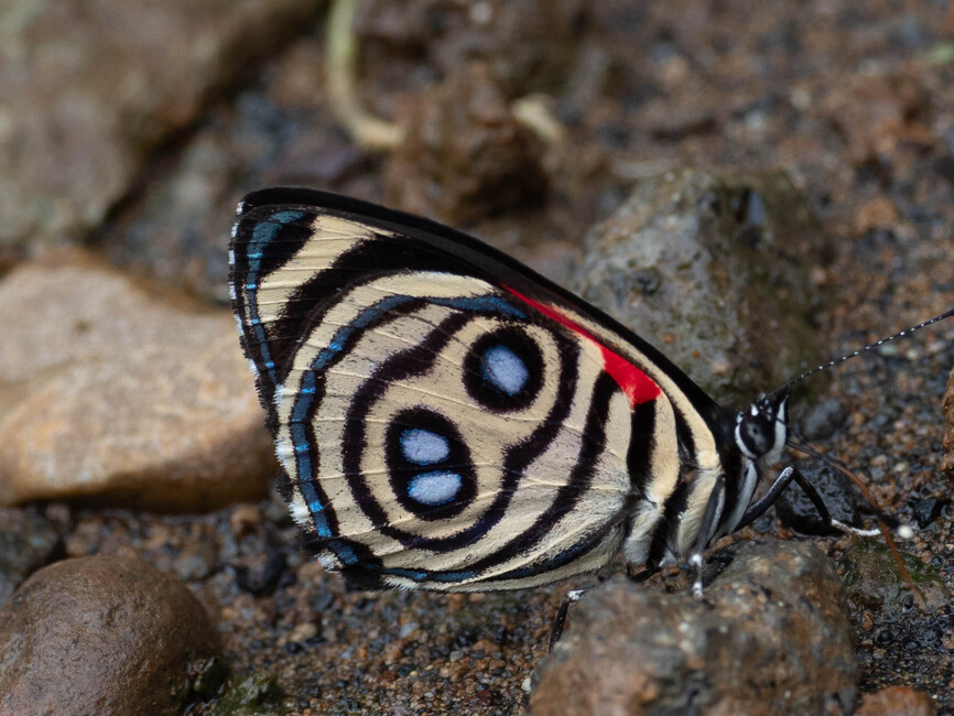 The butterfly Catagramma hystaspes photographed in Paopango,Ecuador
