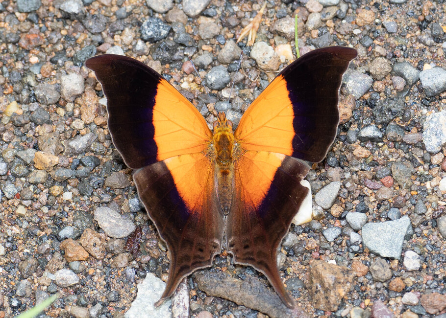 The butterfly Marpesia furcula photographed in near Guamani,Ecuador
