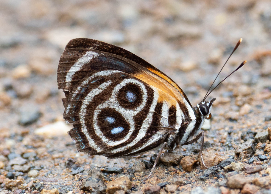The butterfly Catagramma eunomia photographed in near Guamani,Ecuador