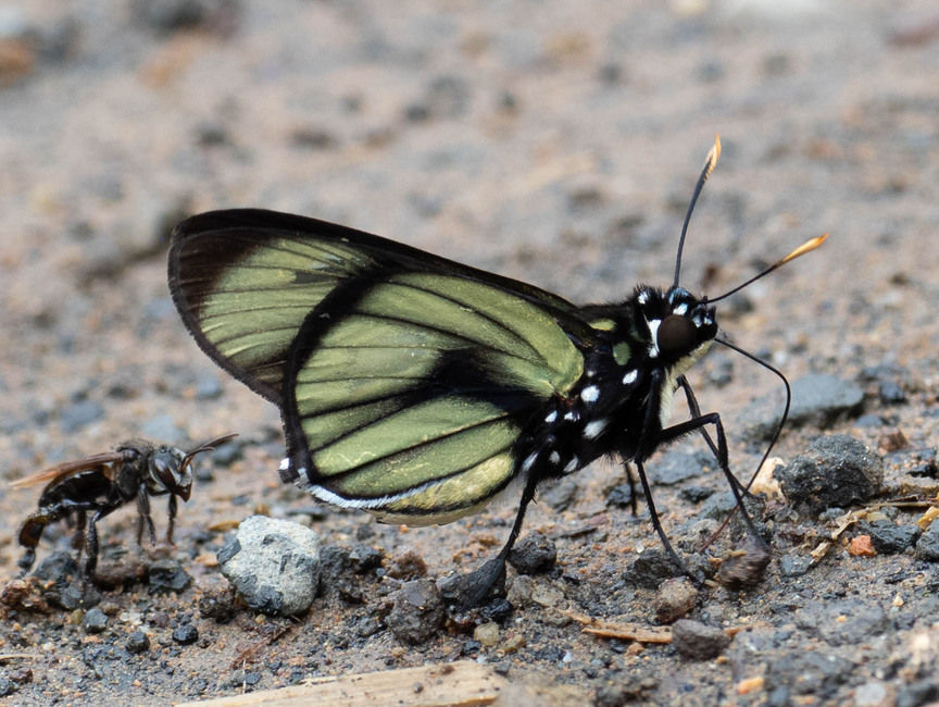 The butterfly Chloeria psittacina photographed in near Guamani,Ecuador