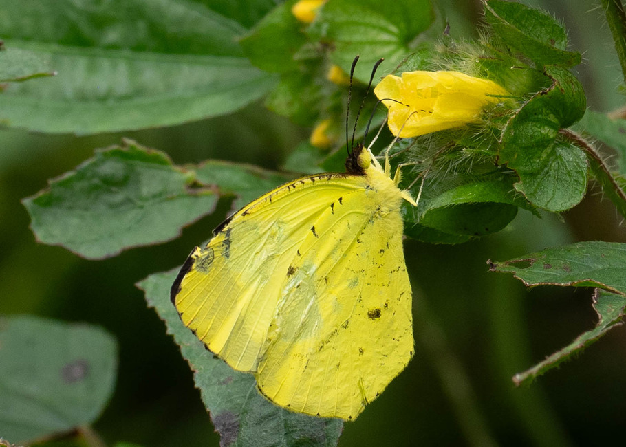 The butterfly Eurema xantochlora photographed in near Guamani,Ecuador