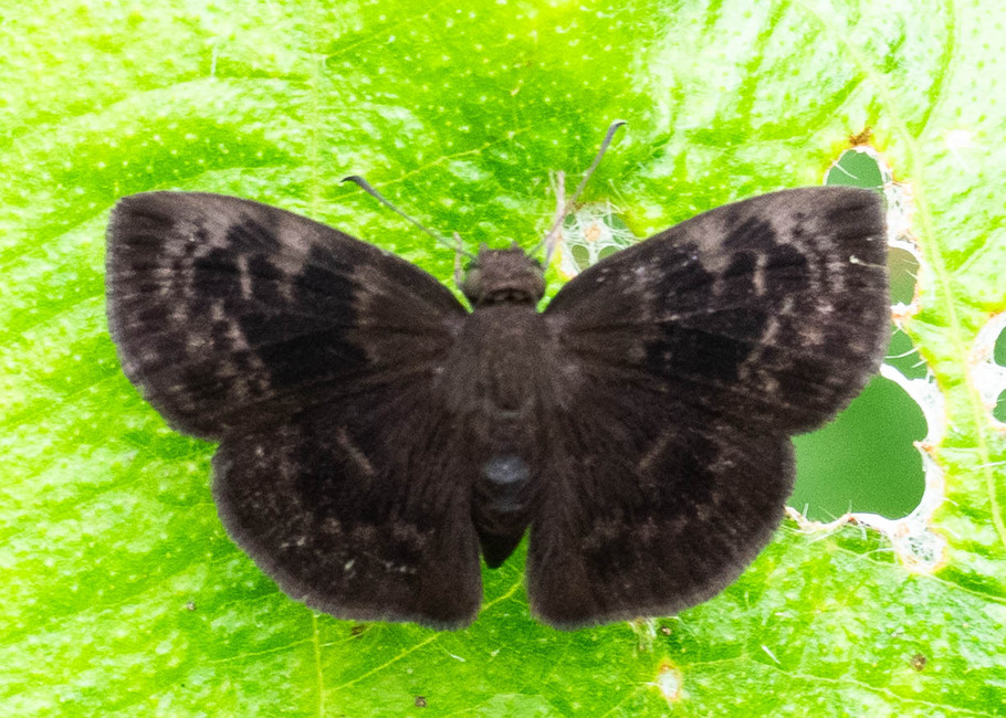 The butterfly Quadrus fridericus photographed in near Guamani,Ecuador
