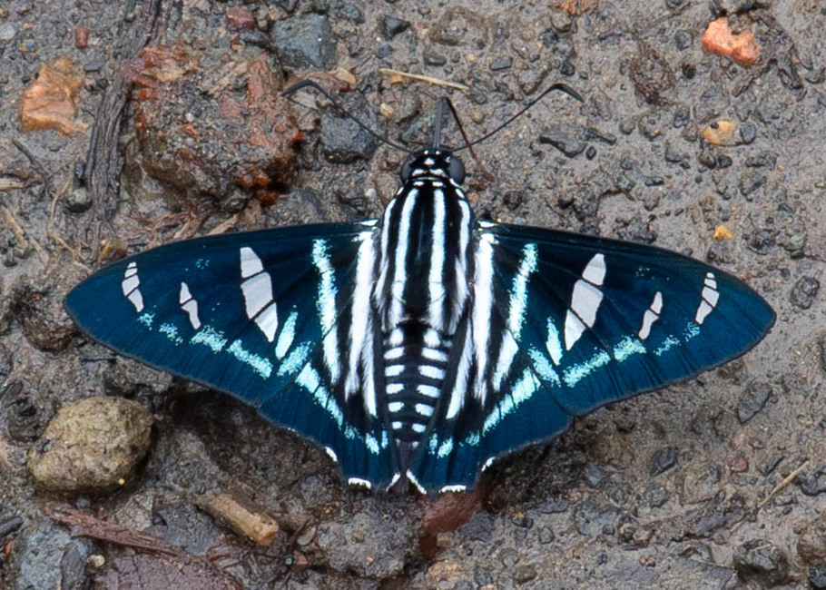 The butterfly Jemadia albescens photographed in near Guamani,Ecuador