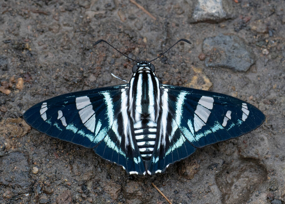 The butterfly Jemadia hewitsonii photographed in near Guamani,Ecuador