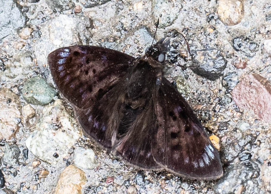 The butterfly Mictris crispus photographed in near Guamani,Ecuador